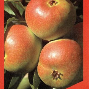Pear - Paradise Mini Pear