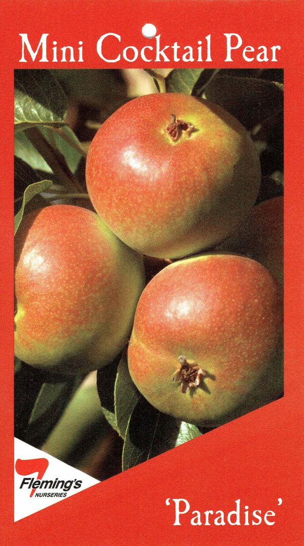Pear - Paradise Mini Pear