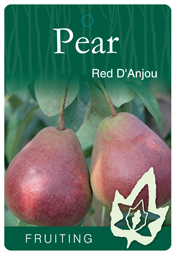 Pear – Red D'Anjou