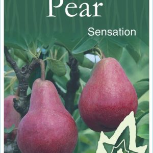 Pear – Sensation
