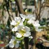 Pear – Williams Bon Chretien - Image 2
