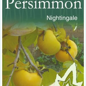 Persimmon - Nightingale
