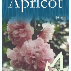 Prunus mume - Flowering Apricot Pink