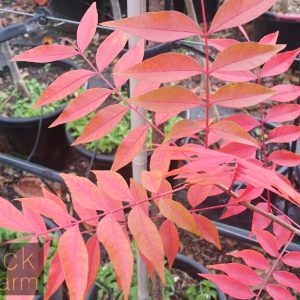 Pistacia chinensis - Chinese Pistachio