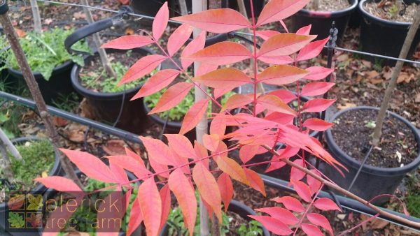 Pistacia chinensis - Chinese Pistachio