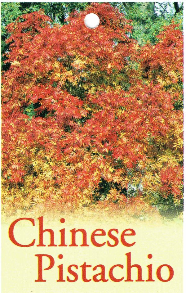 Pistacia chinensis - Chinese Pistachio - Image 3