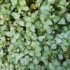 Pittosporum tenuifolium 'Silver Sheen' - Image 2