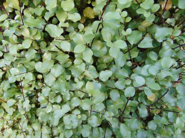 Pittosporum tenuifolium 'Silver Sheen' - Image 2