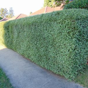 Pittosporum tenuifolium 'Silver Sheen'