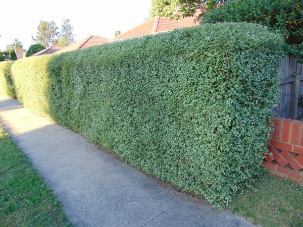 Pittosporum tenuifolium 'Silver Sheen'