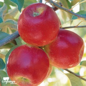 Apple - Pixie Crunch