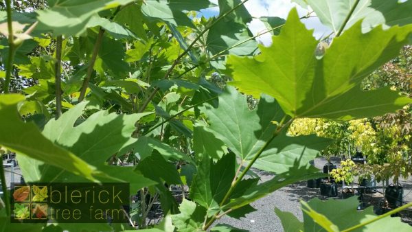 Platanus acerifolia - London Plane