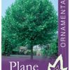 Platanus acerifolia - London Plane - Image 2
