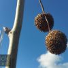 Platanus acerifolia - London Plane - Image 3