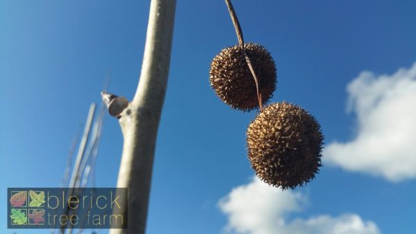 Platanus acerifolia - London Plane - Image 3