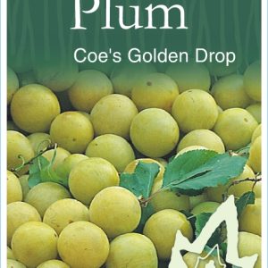 Plum – Coe's Golden Drop