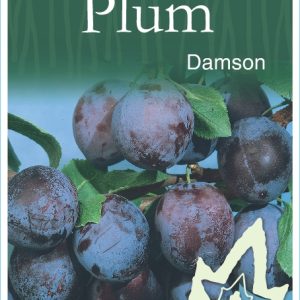 Plum – Damson