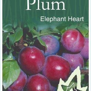 Plum – Elephant Heart
