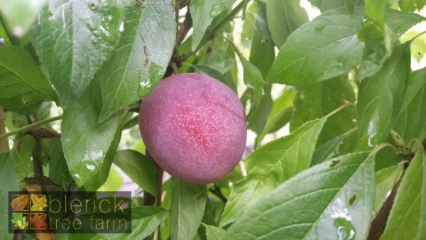 New Generation Fruit - Flavor Rouge