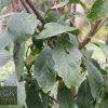 Plum - Green Gage - Image 2