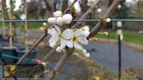 Plum– Mariposa - Image 2