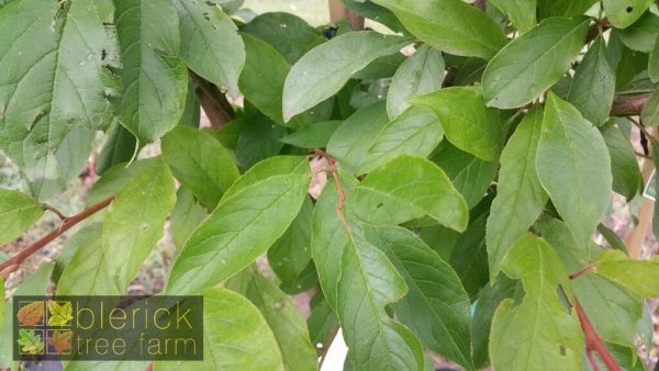 Plum– Mariposa - Image 3