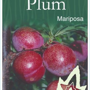Plum– Mariposa