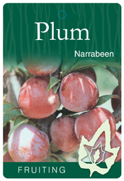 Plum – Narrabeen