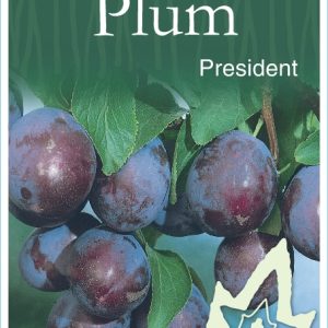 Plum – President