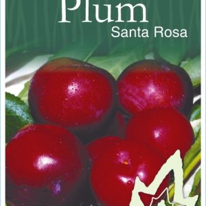 Plum – Santa Rosa