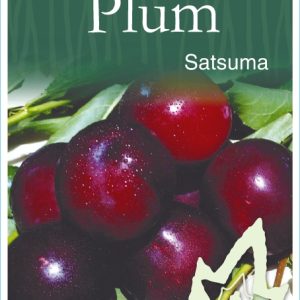 Plum – Satsuma