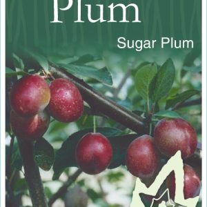 Plum – Sugar Plum