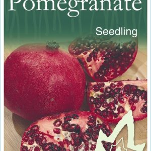 Pomegranate - Seedling