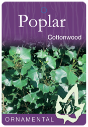 Populus deltoides - Cottonwood Poplar