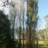 Populus nigra italica - Lombardy Poplar - Image 3