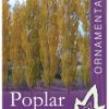 Populus nigra italica - Lombardy Poplar