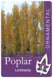 Populus nigra italica - Lombardy Poplar