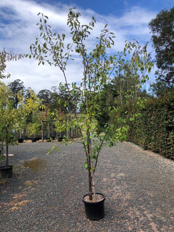 Prune – D'Agen - Image 2