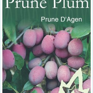 Prune – D'Agen