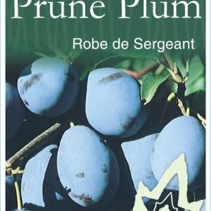 Prune – Robe de Sergeant