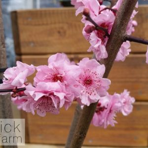 Prunus x blireana - Pink Flowering Plum