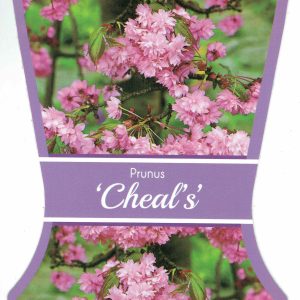 Prunus (Cherry) - Cheals Weeping Cherry