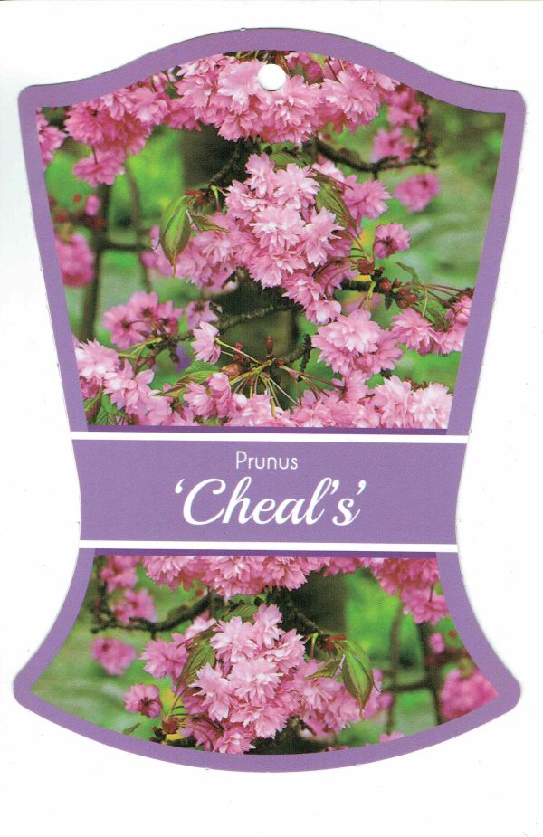 Prunus (Cherry) - Cheals Weeping Cherry
