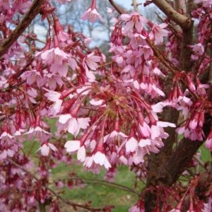 Prunus - Okame