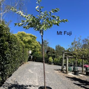 Prunus (Cherry) shirotae 'Mt Fuji'