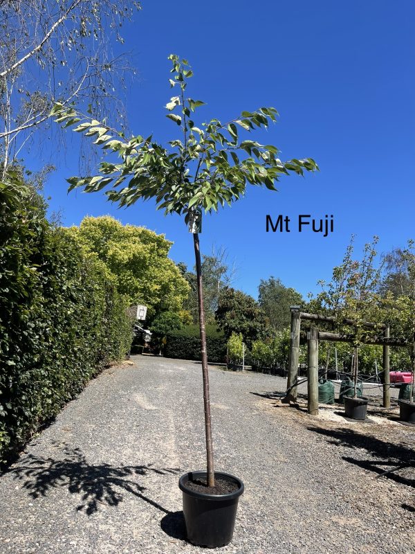 prunus-cherry-shirotae-mt-fuji-40cm-pot-h2.4m.jpg