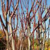 Prunus cerasifera - Oakville Crimson Spire - Image 2