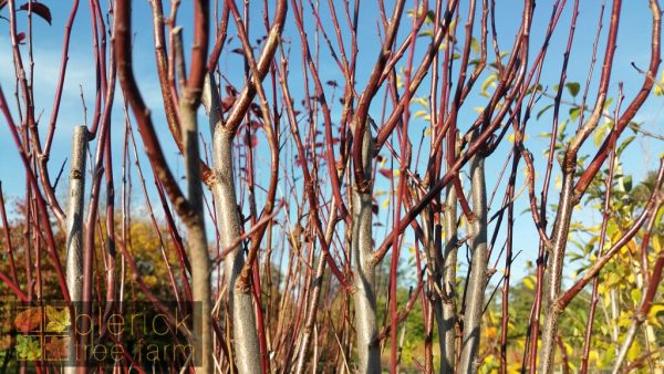 Prunus cerasifera - Oakville Crimson Spire - Image 2