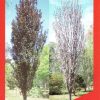 Prunus cerasifera - Oakville Crimson Spire - Image 5