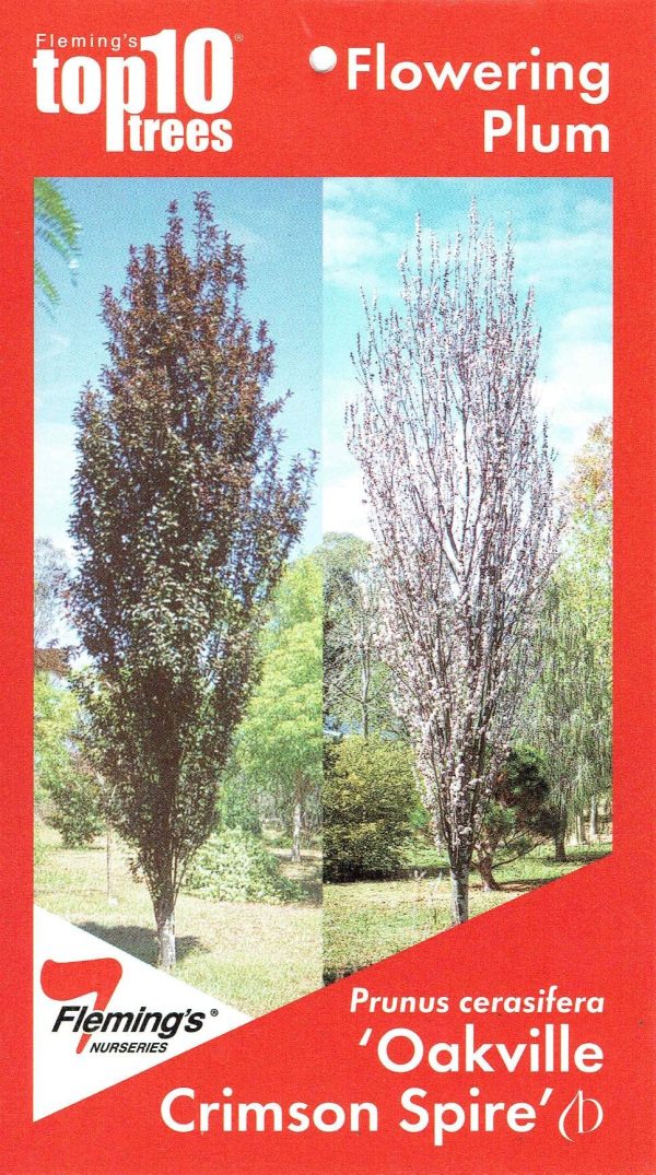 Prunus cerasifera - Oakville Crimson Spire - Image 5